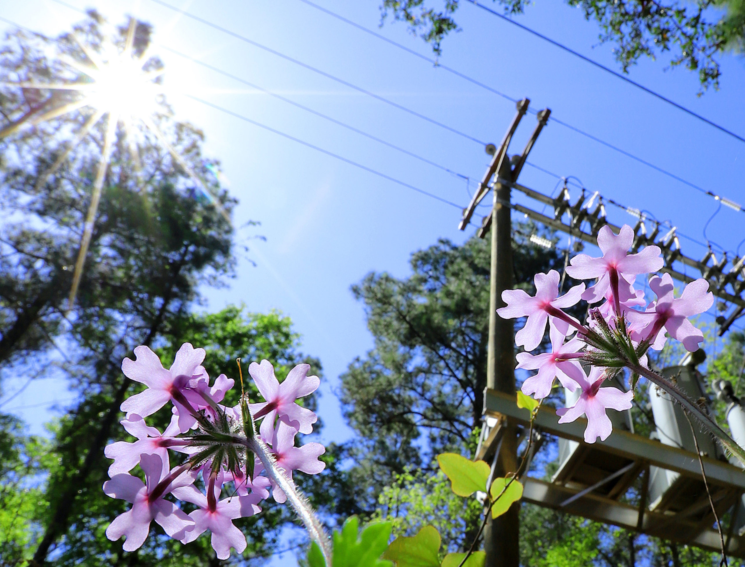 flowers and power lines