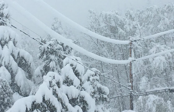 Powerlines and trees in winter covered in snow