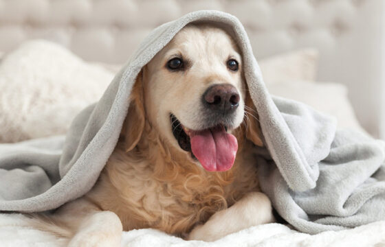 dog in blanket